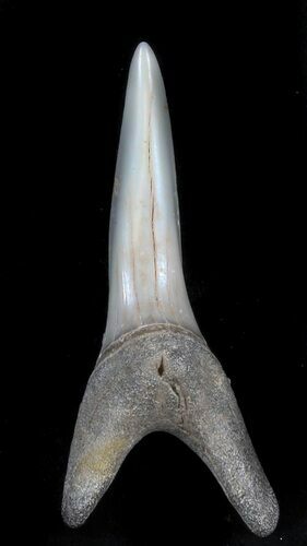 Large Sand Tiger Shark Tooth - Kazakhstan #34564